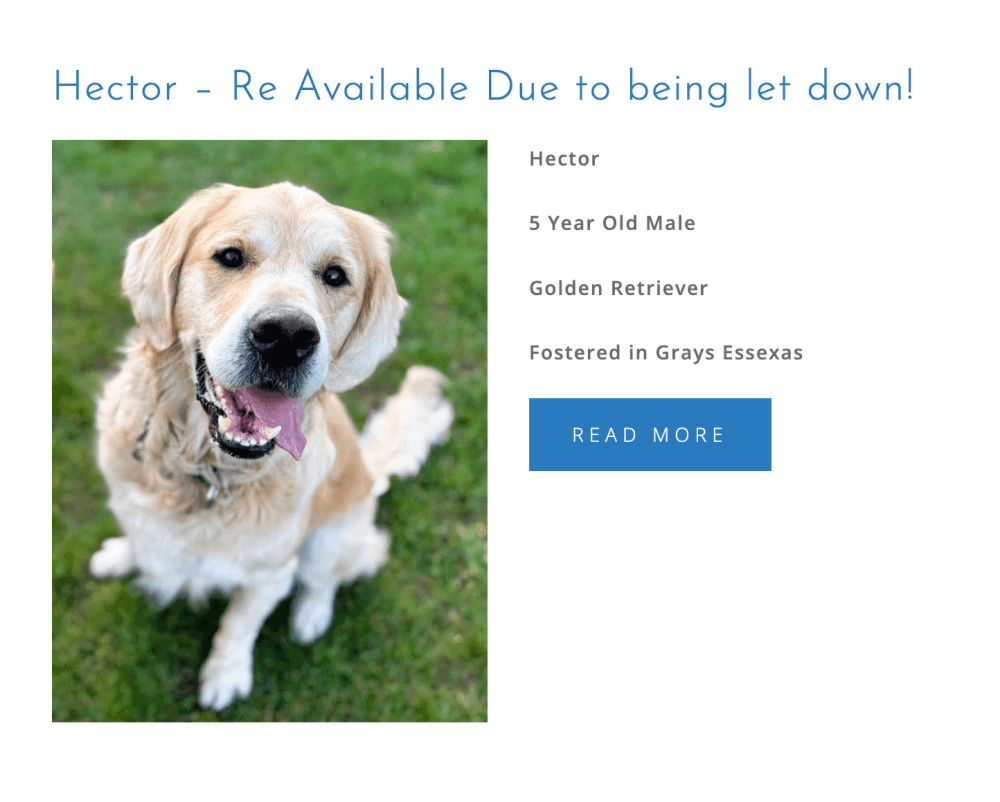 OSCAR PUPASTRI'S CHARITY DRIVE! 100% PROFITS DONATED TO PRO DOGS DIRECT! - Image 3