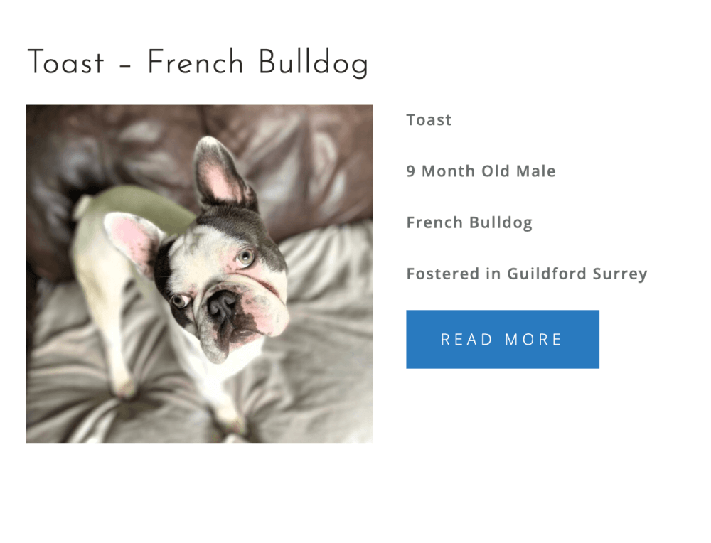 OSCAR PUPASTRI'S CHARITY DRIVE! 100% PROFITS DONATED TO PRO DOGS DIRECT! - Image 4