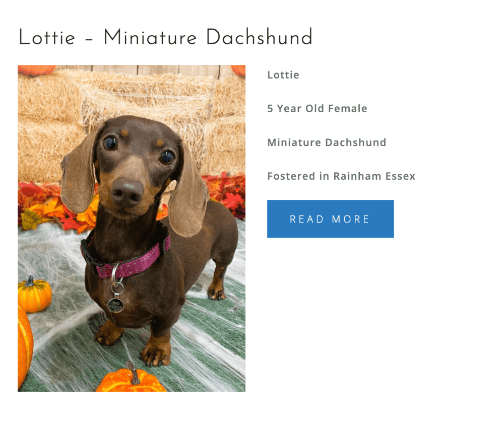 OSCAR PUPASTRI'S CHARITY DRIVE! 100% PROFITS DONATED TO PRO DOGS DIRECT! - Image 5