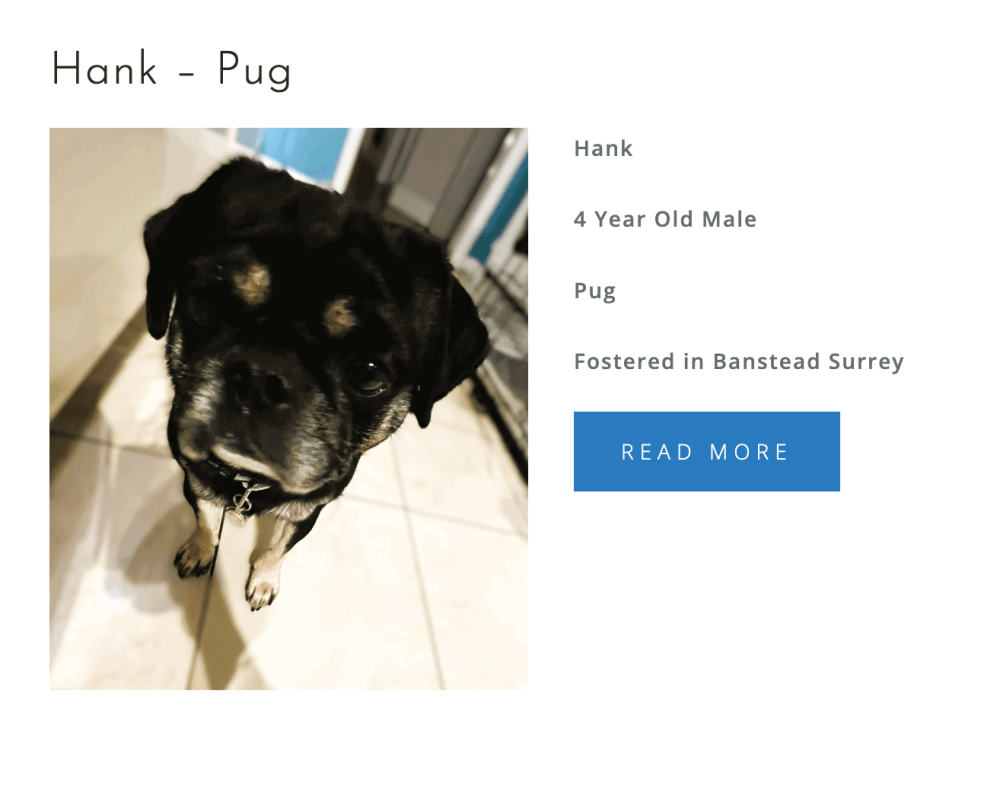 OSCAR PUPASTRI'S CHARITY DRIVE! 100% PROFITS DONATED TO PRO DOGS DIRECT! - Image 7